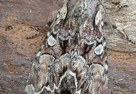 Pale-shouldered Brocade (Lacanobia thalassina)