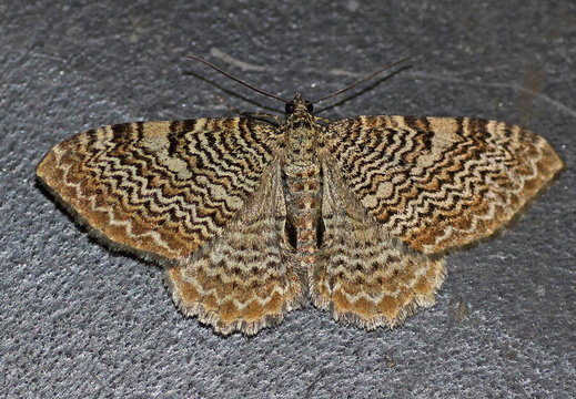 Scallop Shell (Hydria undulata)