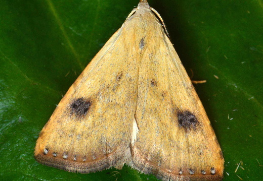 Straw Dot (Rivula sericealis)