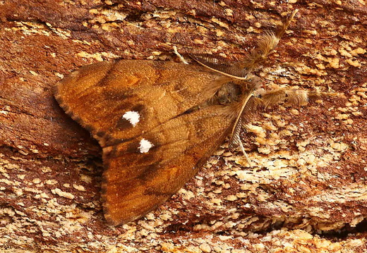 Vapourer (Orgyia antiqua)