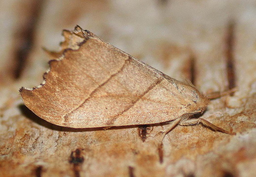 Scalloped Hook-tip (Falcaria lacertinaria)