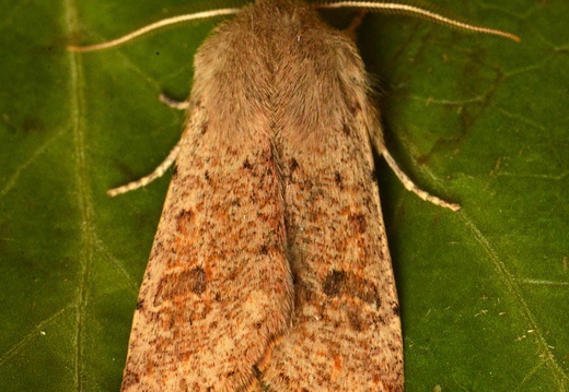 Small Quaker (Orthosia cruda) (1326)