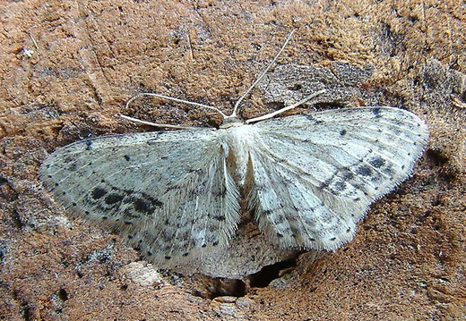 Single-dotted Wave (Idaea dimidiata)