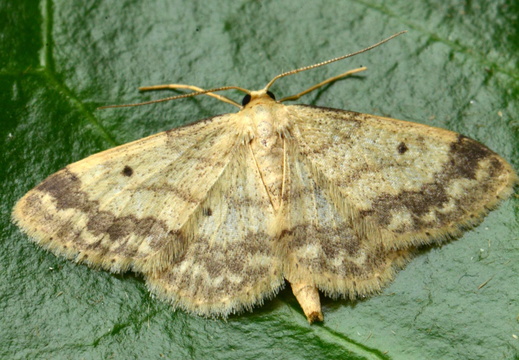 Small Fan-footed Wave (Idaea biselata) (1328)