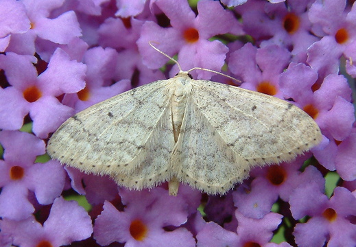 Small Fan-footed Wave (Idaea biselata) (1329)