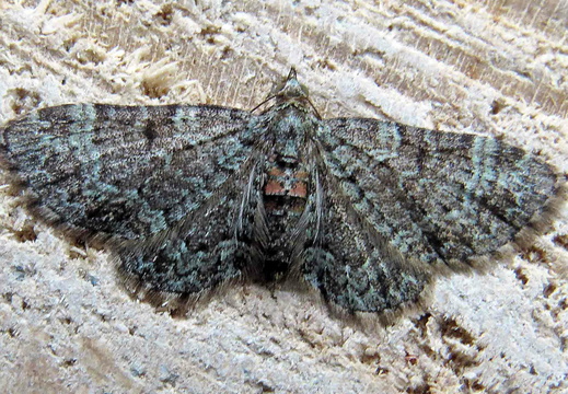 Sloe Pug (Pasiphila chloerata) (1330)