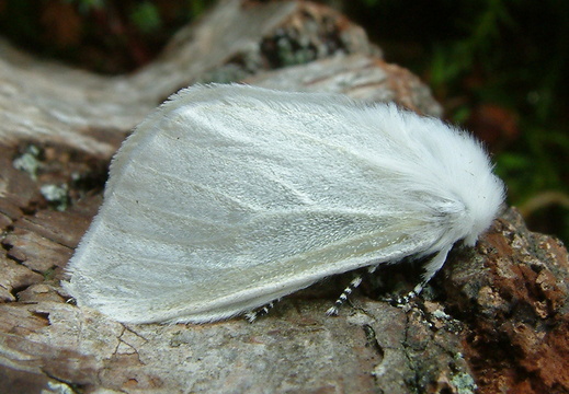 White Satin Moth (Leucoma salicis)