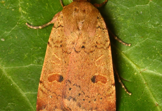 Lesser Yellow Underwing (Noctua comes) (1332)