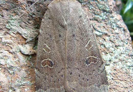 Lesser Yellow Underwing (Noctua comes) (1333)