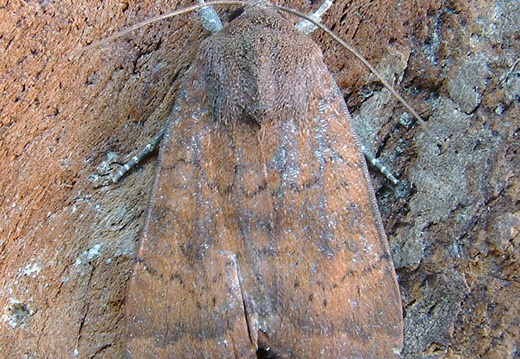 Least Yellow Underwing (Noctua interjecta)