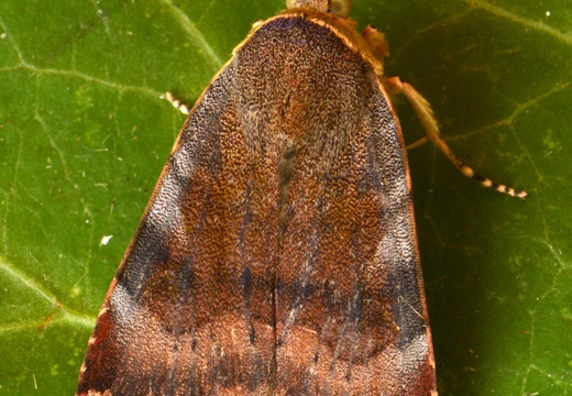 Lesser Broad-bordered Yellow Underwing (Noctua janthe)