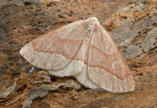 Barred Red (Hylaea fasciaria)