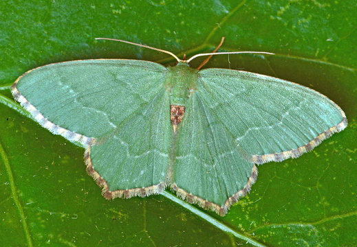 Common Emerald (Hemithea aestivaria)