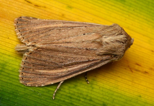 Bulrush Wainscot (Nonagria typhae) (1339)