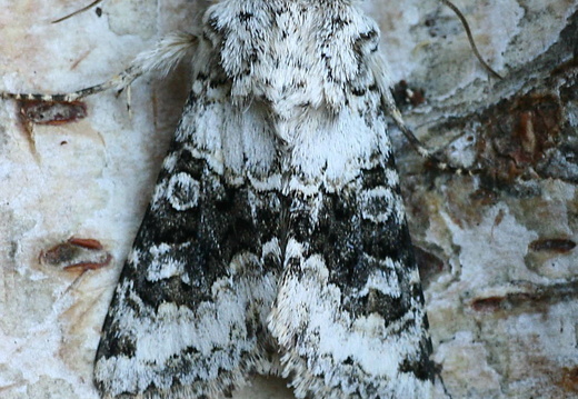 Broad-barred White (Hecatera bicolorata)