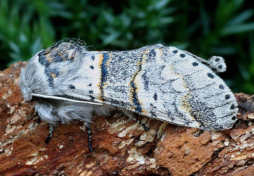 Poplar Kitten (Furcula bifida)