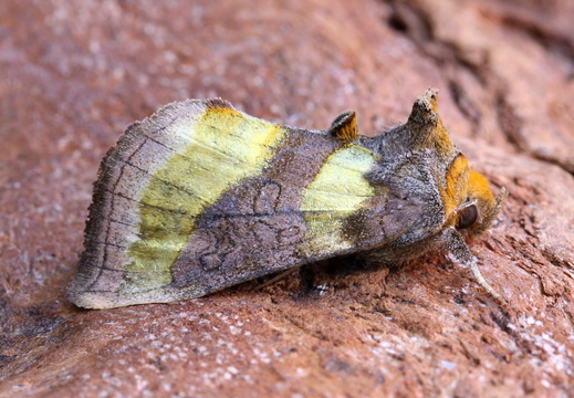 Burnished Brass (Diachrysia chrysitis) (1344)