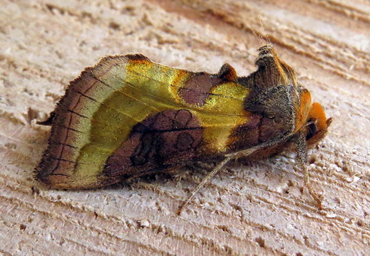 Burnished Brass (Diachrysia chrysitis) (1345)