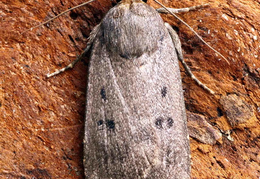 Mouse Moth (Amphipyra tragopoginis)