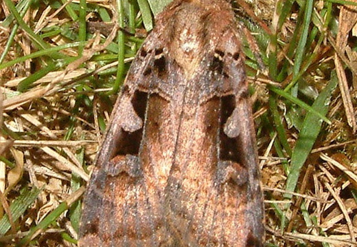 Triple-spotted Clay (Xestia ditrapezium)