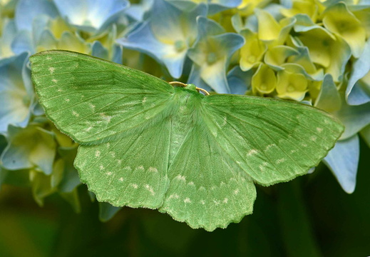 Large Emerald (Geometra papillionaria)