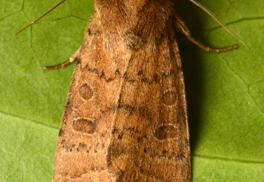 Uncertain (Hoplodrina octogenaria)