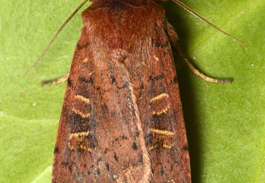 Square-spot Rustic (Xestia xanthographa)