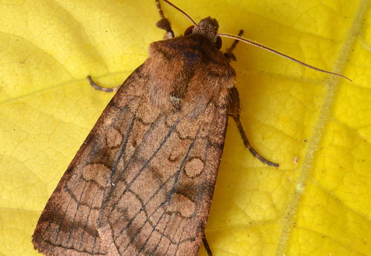 Six-striped Rustic (Xestia sexstrigata)