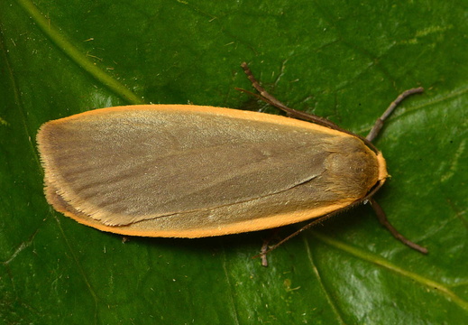 Dingy Footman (Eilema griseola) (1355)