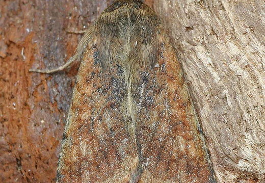 Scarce Bordered Straw (Helicoverpa armigera) (1363)