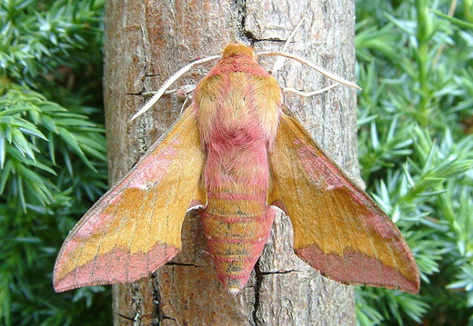 Small Elephant Hawk-moth (Deilephila porcellus)