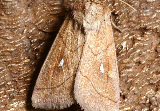 Brown-line Bright-eye (Mythimna conigera)