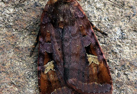 Purple Clay (Diarsia brunnea)