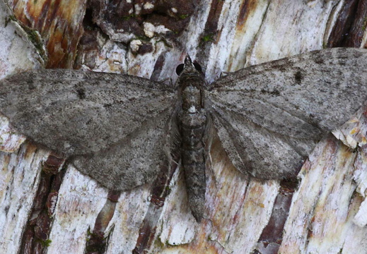 Golden-rod Pug (Eupithecia virgaureata) (1369)