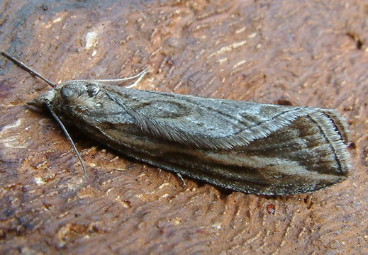 Streak (Chesias legatella) (1370)