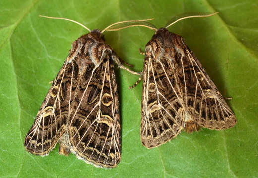 Feathered Gothic (Tholera decimalis)