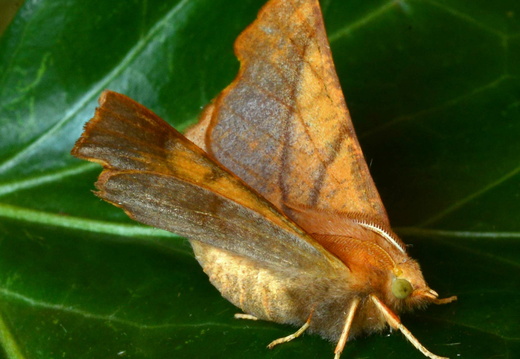 Dusky Thorn (Ennomos fuscantaria)