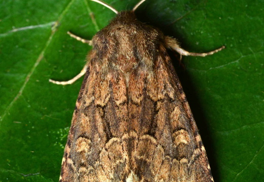 Flounced Rustic (Luperina testacea) (1374)