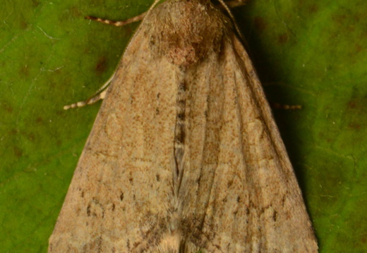 Cloaked Minor (Mesoligia furuncula) (1376)