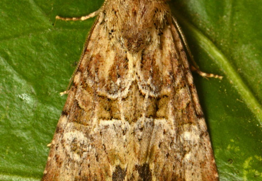 Cloaked Minor (Mesoligia furuncula) (1377)