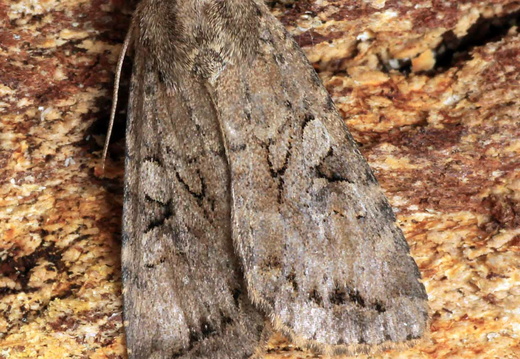 Dingy Shears (Apterogenum ypsillon)
