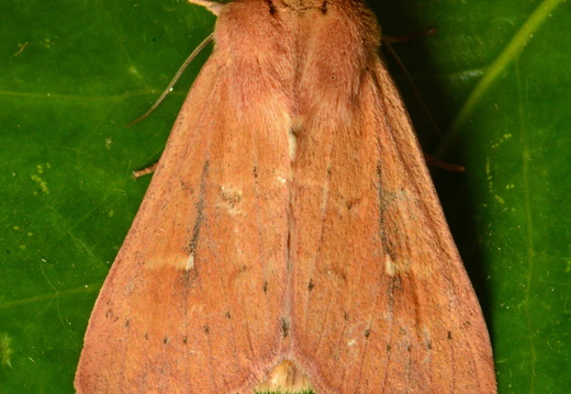 Clay (Mythimna ferrago)