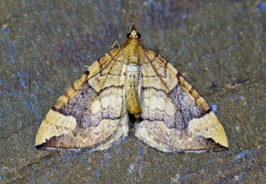 Northern Spinach (Eulithis populata)
