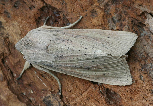 Large Wainscot (Rhizedra lutosa)