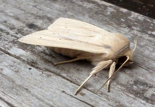 Southern Wainscot (Mythimna staminea)
