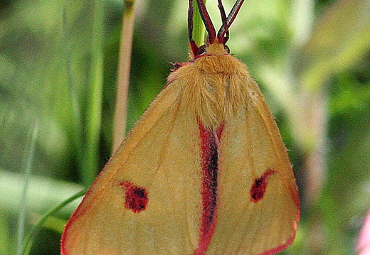 Clouded Buff (Diacrisia sannio)