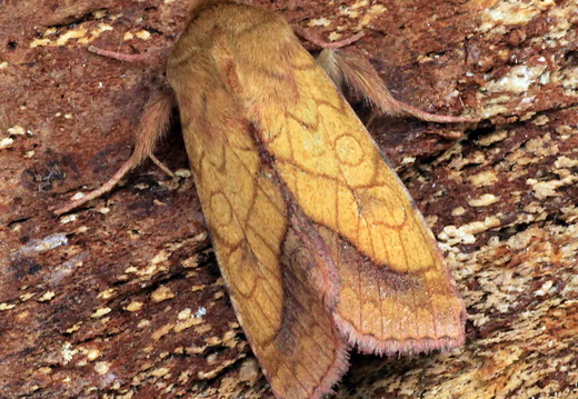 Bordered Sallow (Pyrrhia umbra)