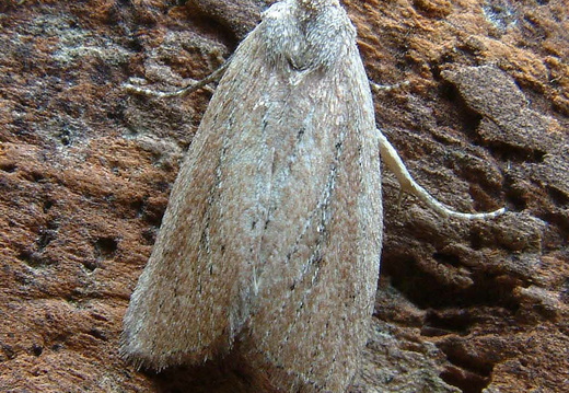 Small Rufous (Coenobia rufa)