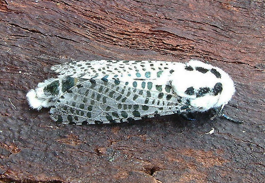 Leopard Moth (Zeuzera pyrina)