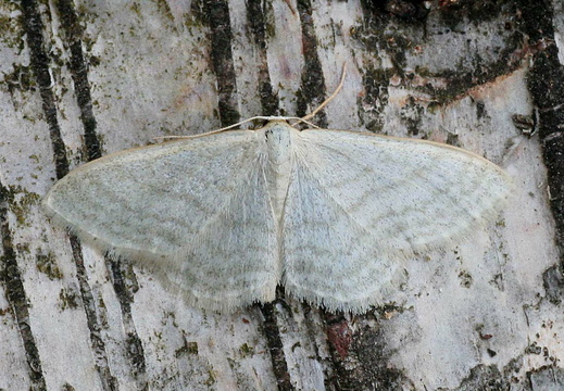 Satin Wave (Idaea subsericeata)